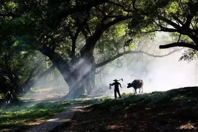 《祈今朝》越祈恢复身份，高调宣布要娶今朝为君后，扁络桓瞬间气炸